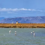Canepa * Μαρσάλα